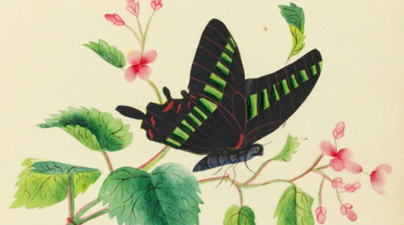 An image representing The Paintings Of Sarah Mapps Douglas