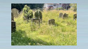 An image representing The Church of England's garden of nonconformist weeds